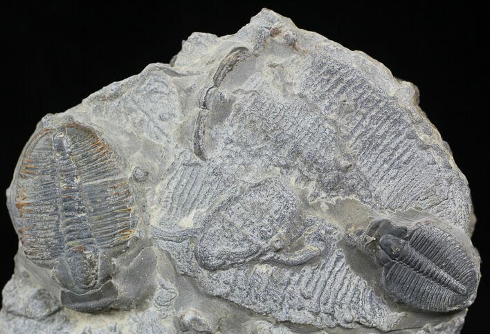 Two Elrathia Trilobite (Molt) - Wheeler Shale, Utah #26805